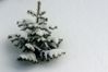 tree.jpg